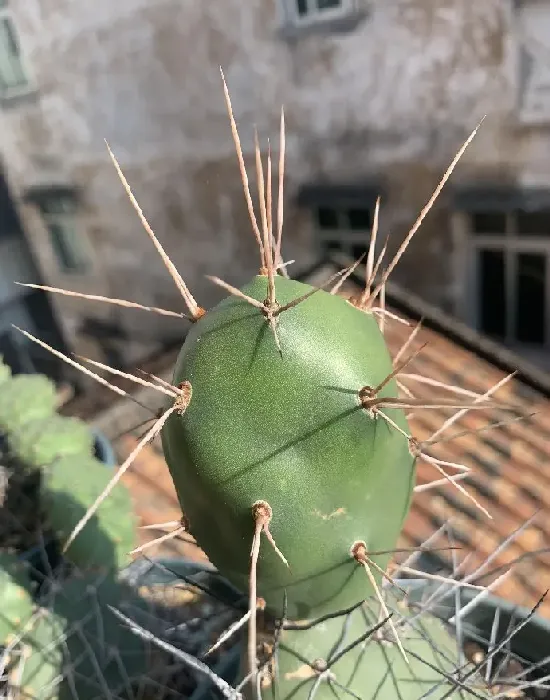 植物百科|仙人掌的生长过程观察日记（从出芽到半成片的变化）