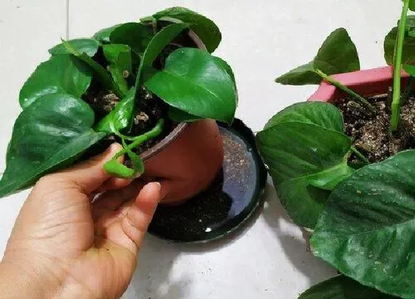 植物扦插|绿萝扦插快速生根方法（绿萝扦插的方法与护理技巧）