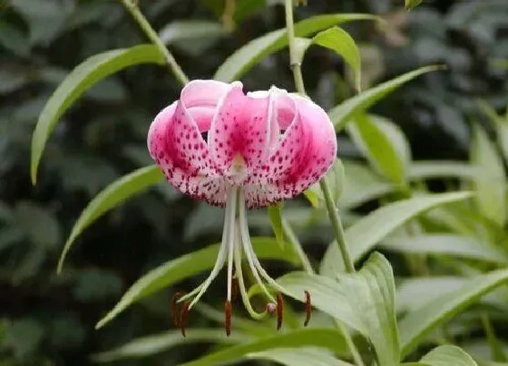 花语|粉色百合代表什么花语