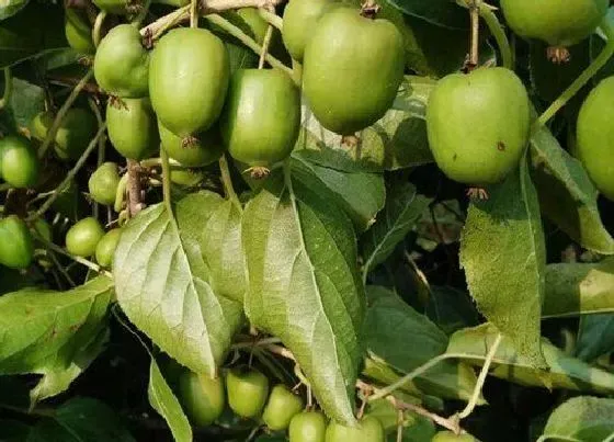 种植管理|圆枣子几年结果实 种植多久可以挂果