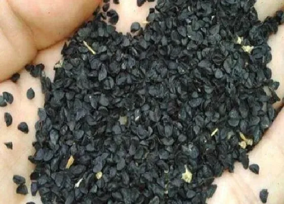 植物播种|葱种子什么时候播种最好
