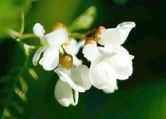 开花时间|槐花什么季节开花 花期在什么月份