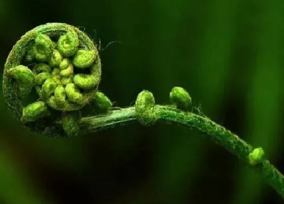 植物排行|常见的蕨类植物有哪些