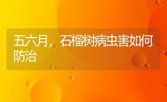 五六月，石榴树病虫害如何防治 | 种植病虫害防治