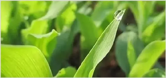 玉米苗后除草剂什么时候打效果好？ | 种植施肥