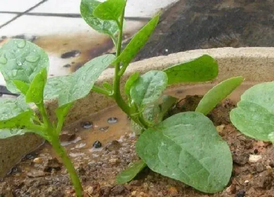 植物百科|紫角叶是木耳菜吗