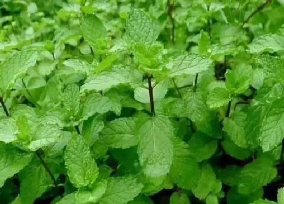 植物百科|鱼香是什么植物