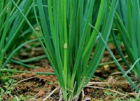 植物播种|葱种子怎么种植方法