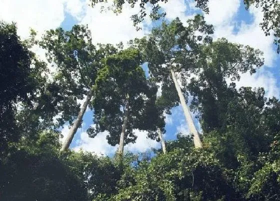 植物排行|珍稀动植物有哪些