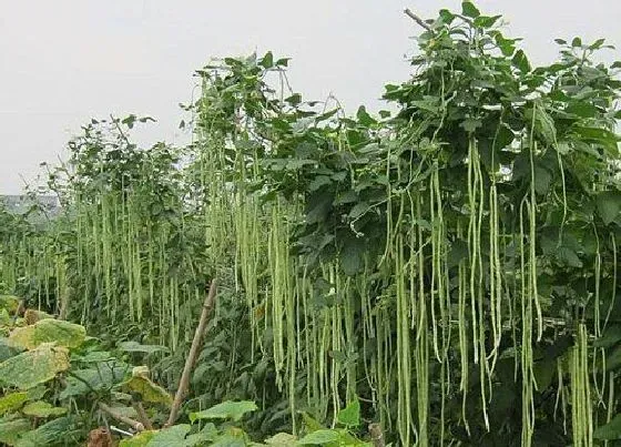 食用须知|豇豆怎样晒干 长豆角干的晒制作方法