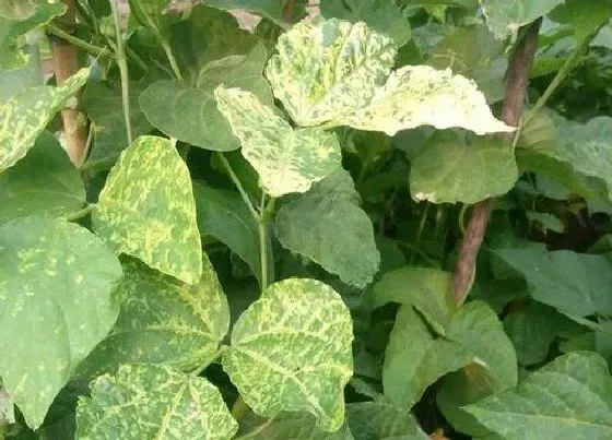 植物病害|南瓜黄叶病的原因及治疗处理方法