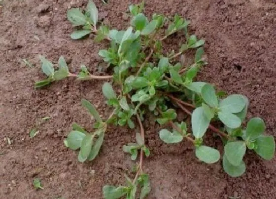 植物百科|长命草又叫什么草