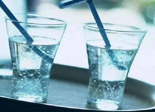 植物浇水|碳酸饮料能浇花吗