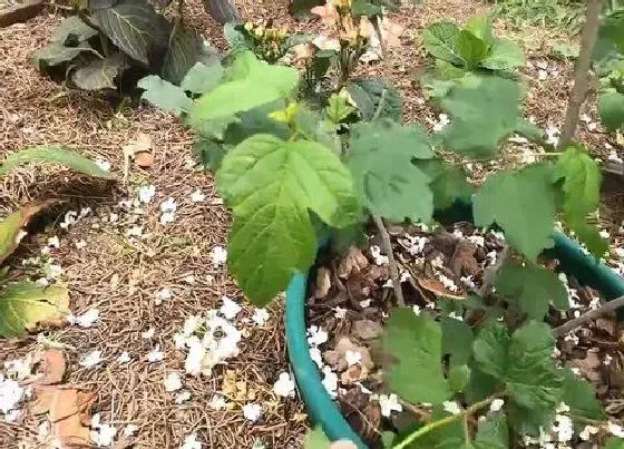 植物修剪|木绣球怎么修剪方法