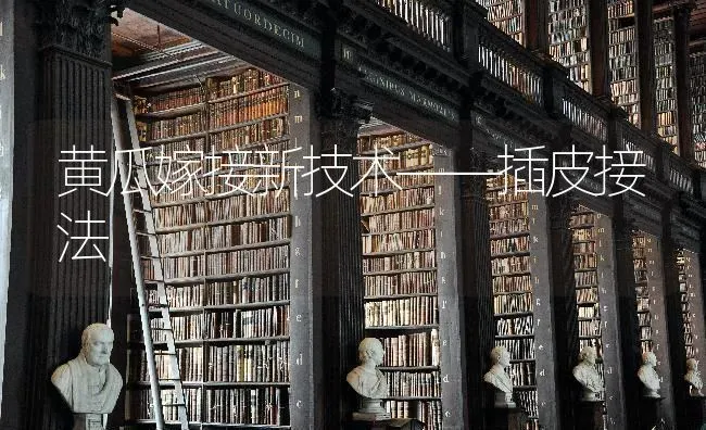 黄瓜嫁接新技术——插皮接法 | 蔬菜种植