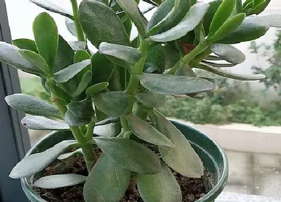 冬天植物|玉树耐寒的最低温度 玉树过冬承受最低是多少度
