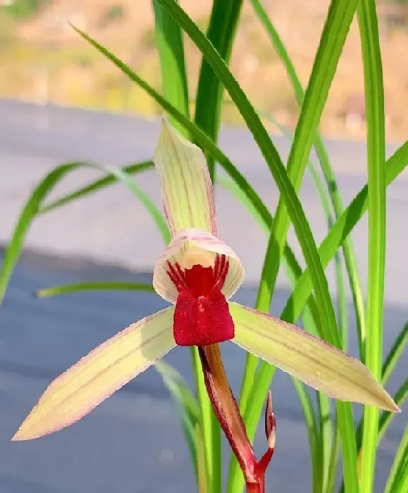 植物种类|兰花最好的品种排名及图片（漂亮又出名的名贵兰花品种）