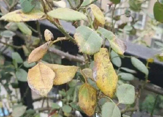 叶子发软|月季叶子发软下垂原因及补救方法