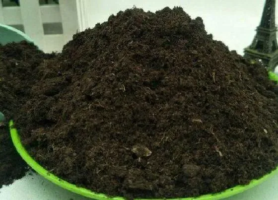 种植土壤|绿萝土可以种多肉吗