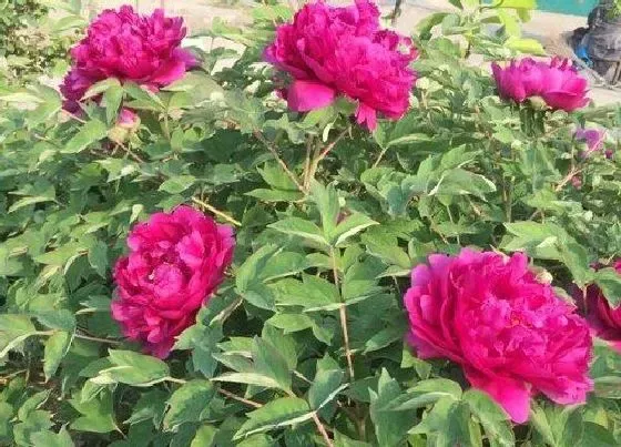 花期|牡丹花期几天 一朵牡丹花能开几天