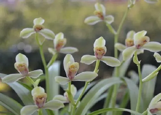 花语|什么花代表虚心