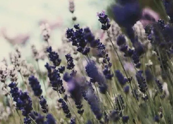 植物扦插|薰衣草几月份扦插最好