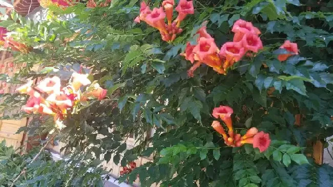 食用须知|凌霄花结果能吃吗