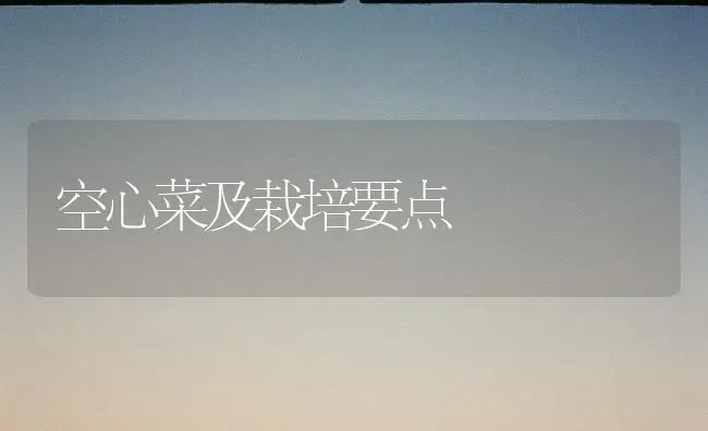 空心菜及栽培要点 | 蔬菜种植