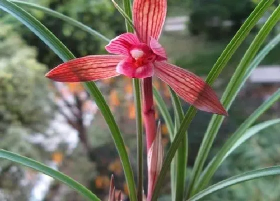 花卉趣闻|十大名贵兰花品种图片及名称（最值钱兰花价格及排名 ）