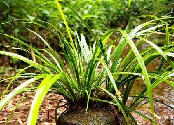 养殖方法|石菖蒲水培好还是土培好