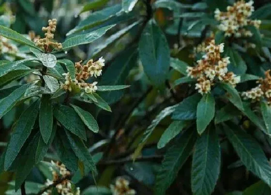 植物百科|枇杷树开花吗 开花什么样子