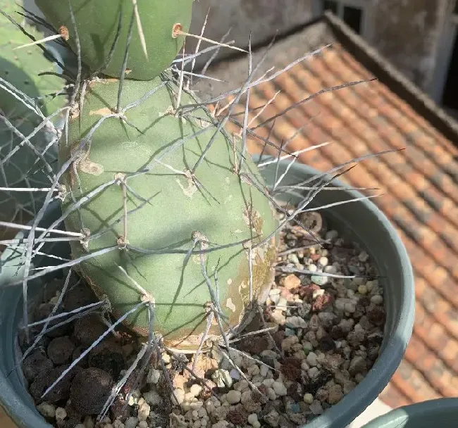 植物百科|仙人掌的生长过程观察日记（从出芽到半成片的变化）