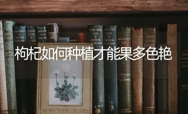 枸杞如何种植才能果多色艳 | 瓜果种植