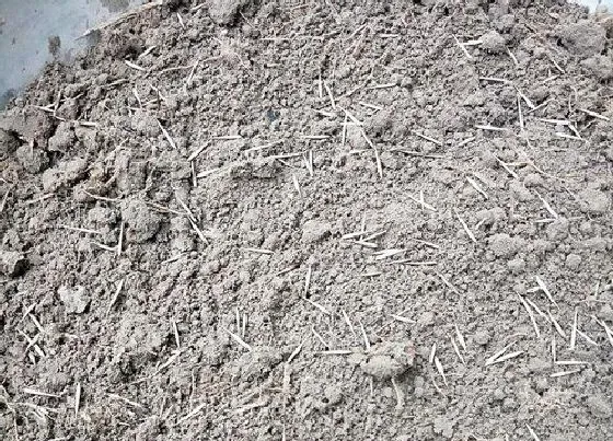 植物播种|毛竹种子怎么种植