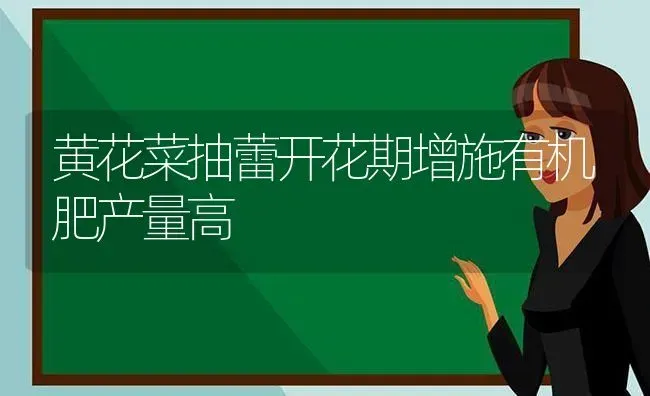 黄花菜抽蕾开花期增施有机肥产量高 | 蔬菜种植