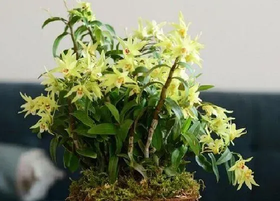 植物排行|石斛品种排名
