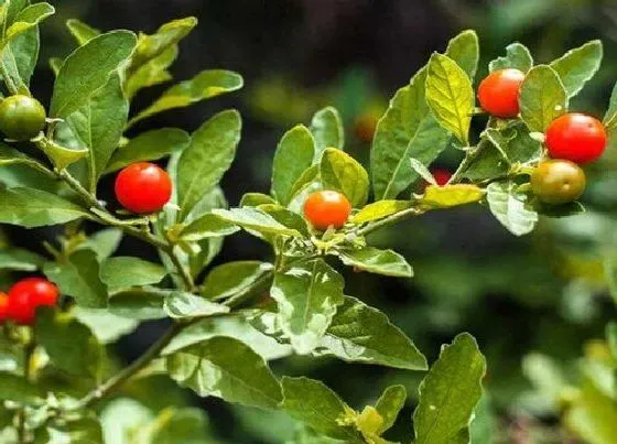 植物毒性|珊瑚豆有毒吗 可以放在室内养吗