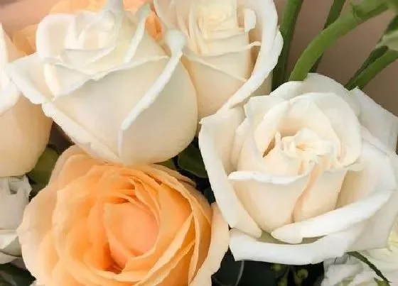 花语|橙色玫瑰花代表的含义（橙玫瑰花语象征与寓意）