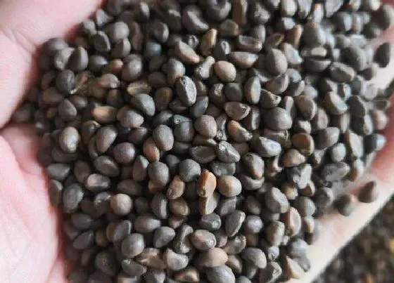 植物播种|空心菜种子怎么来的