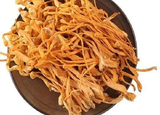 功效常识|虫草花有什么作用与功效 虫草花有什么营养与吃法