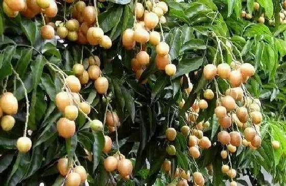 果实成熟|黄皮果什么时候上市 成熟收获时间