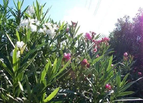 植物百科|夹竹桃是什么植物