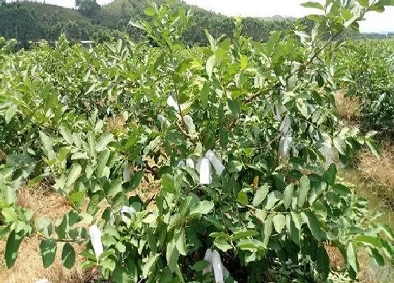 生长环境|芭乐的生长环境及生长地方条件