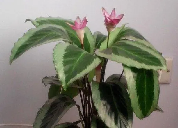 养殖方法|青莲竹芋的养殖方法和注意事项