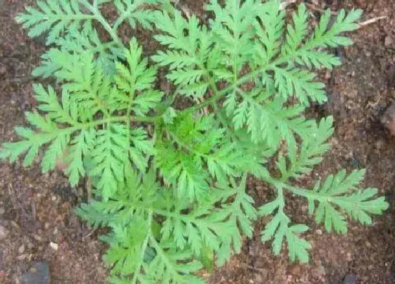 植物百科|青蒿素是什么植物提取的 青蒿素的提取具体方法
