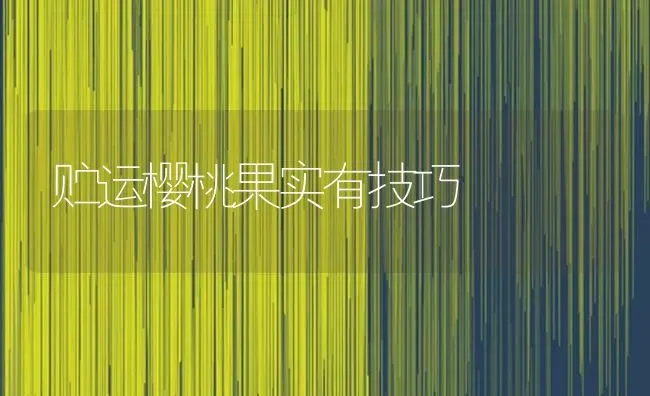 贮运樱桃果实有技巧 | 瓜果种植