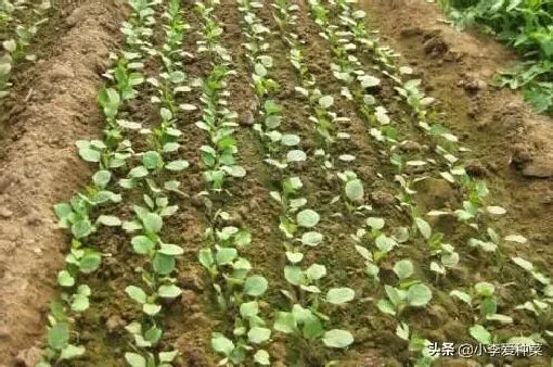 植物虫害|不喷农药青菜怎么防虫（青菜用什么土办法防虫杀虫）