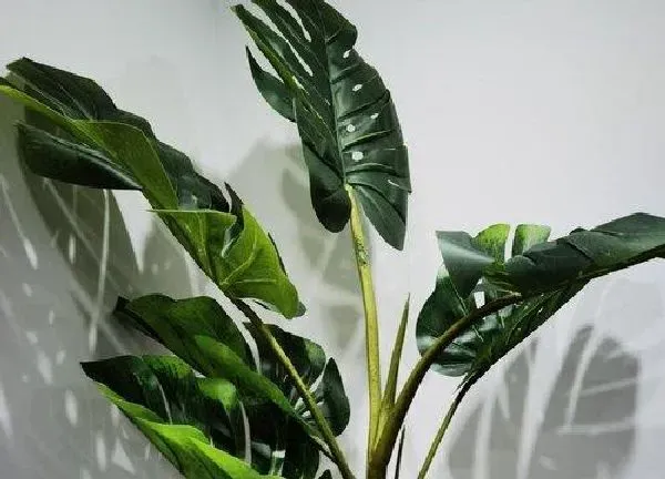 养殖科普|适合长期在室内种植的植物（长年家庭养容易养活的绿植）