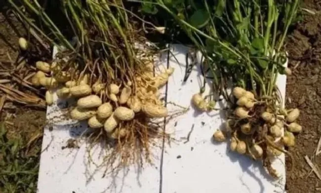 植物施肥|花生在什么时候打磷酸二氢钾，磷酸二氢钾花生使用方法）