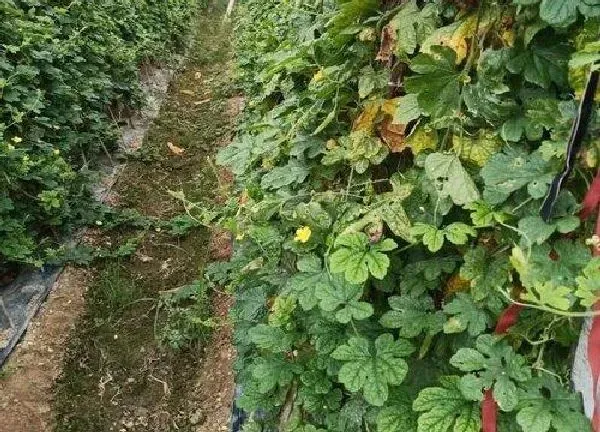 植物浇水|苦瓜浇水的正确方法